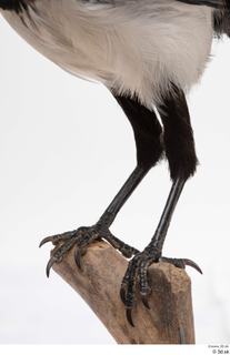 Common magpie Pica pica leg 0010.jpg